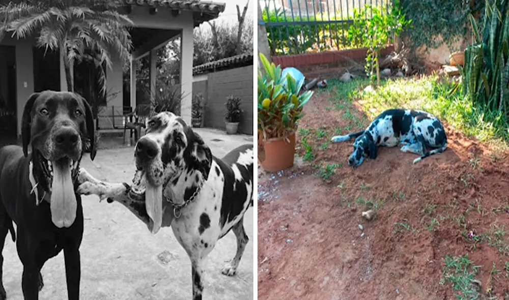 Un joven captó el preciso momento en que una perrita se echó en el montículo de tierra fresca tras descubrir que era el sitio donde descansaba su ‘compañero’. Foto: Marcelo Rodríguez