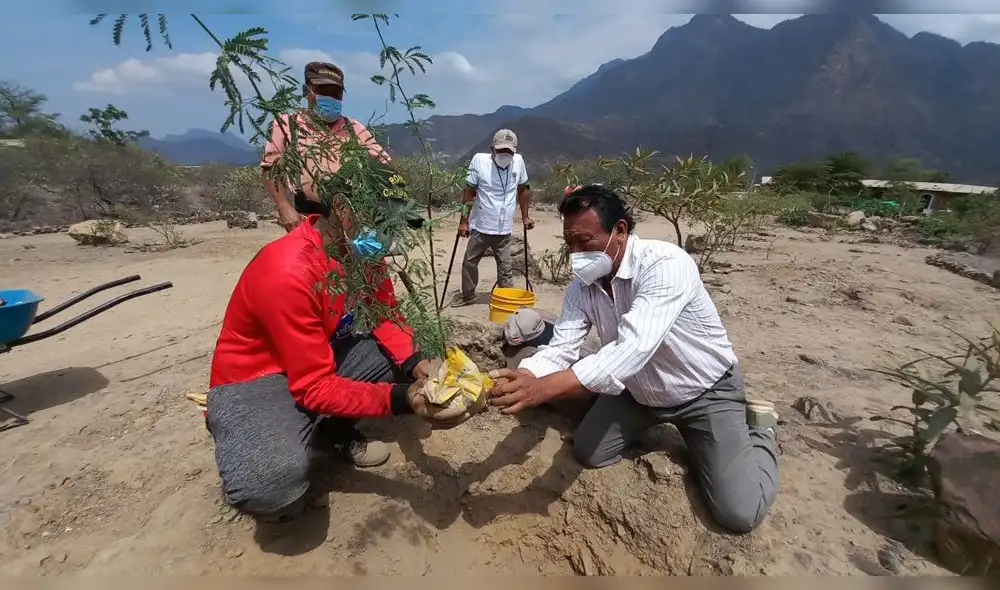 Siembran algarrobos en el camino que conduce a los jagüeyes de Mayascón. Foto: Municipalidad de Pítipo