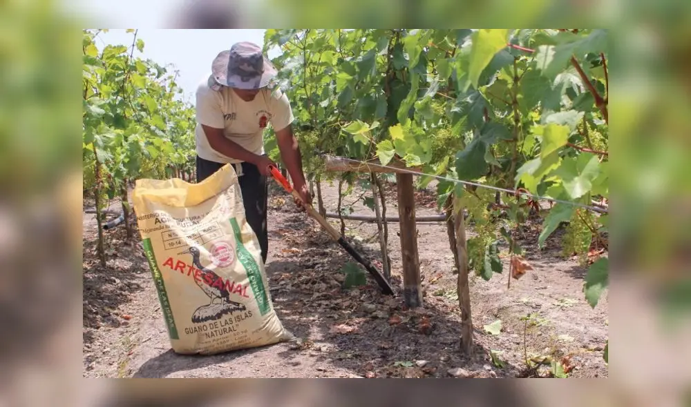 Producción agrícola en Piura
