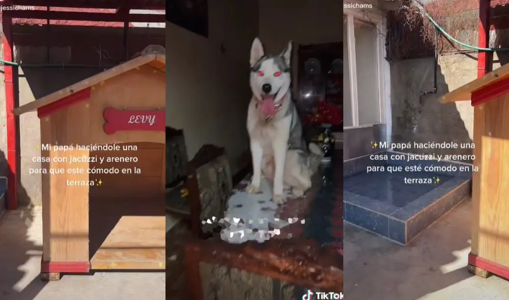 La mascota sorprendió a sus dueños al preferir escaparse por las madrugadas y quedarse a dormir encima de la mesa de su sala. Foto: captura de TikTok