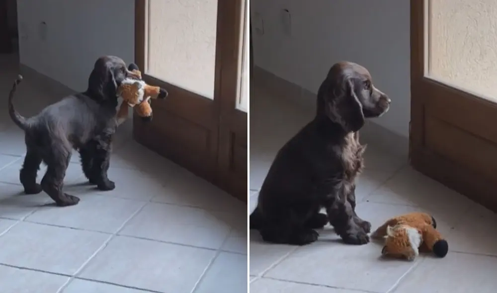 Miles de usuarios quedaron cautivados al ver estas imágenes. Foto: captura de TikTok Miles de usuarios quedaron cautivados al ver estas imágenes. Foto: captura de TikTok