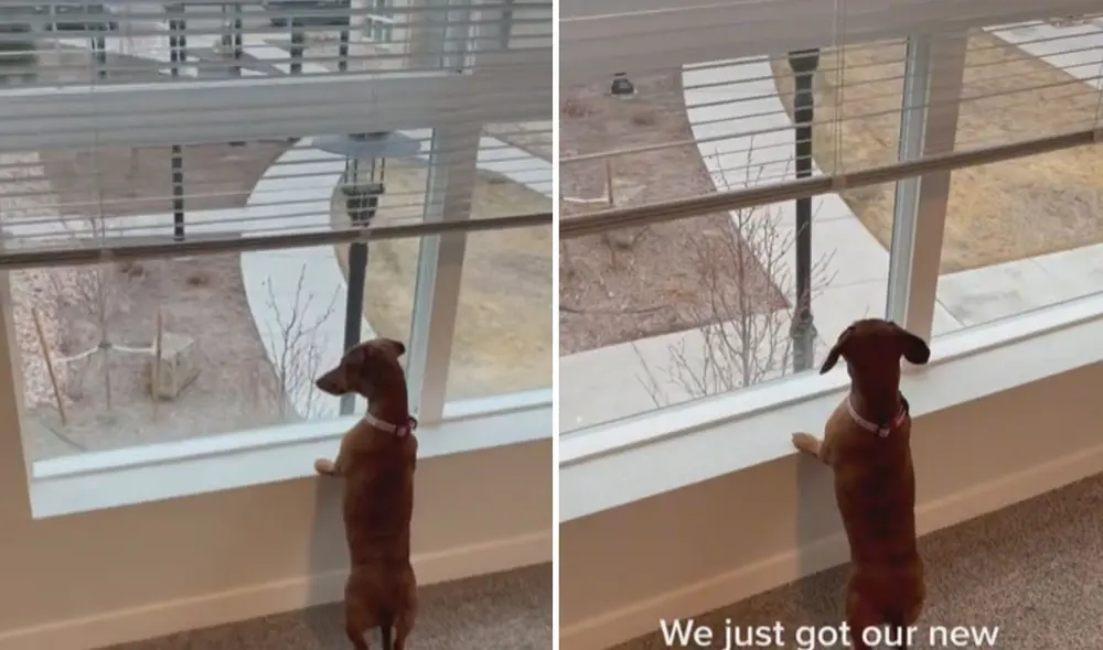 Miles de usuarios quedaron cautivados con la emoción de este perrito. Foto: captura de Facebook