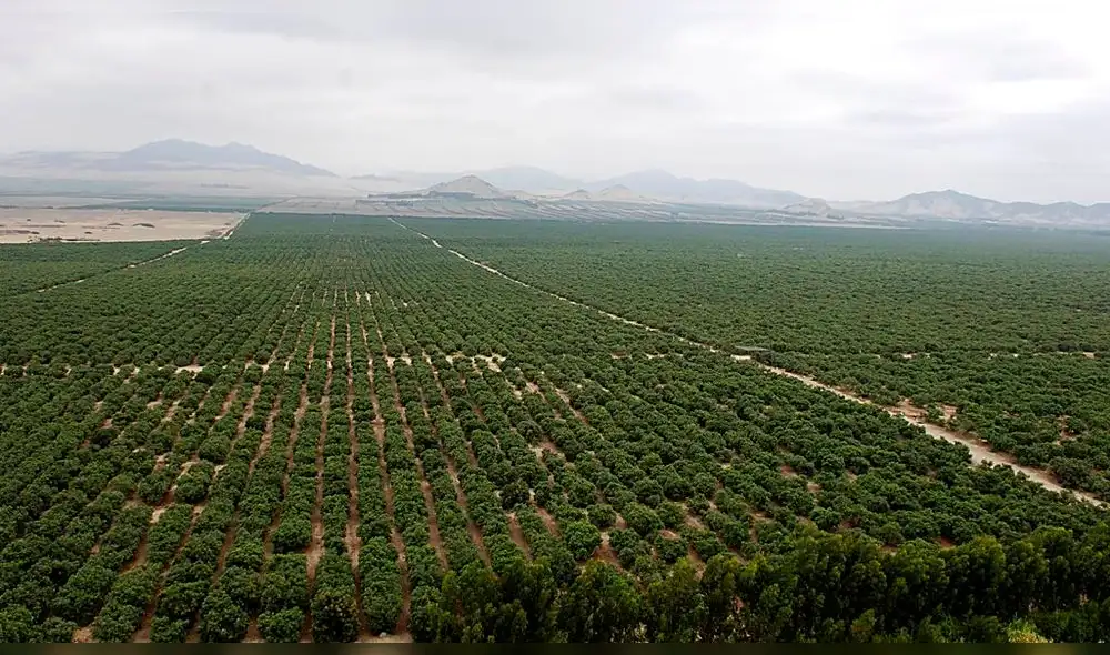 Palo Redondo hará que tercera etapa del PECh sea productiva como las anteriores. Foto: La República