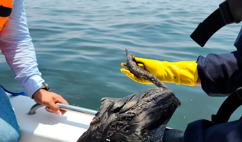 El derrame ha afectado a las aves de la zona de los islotes Grupo de Pescadores. Foto: Sernanp