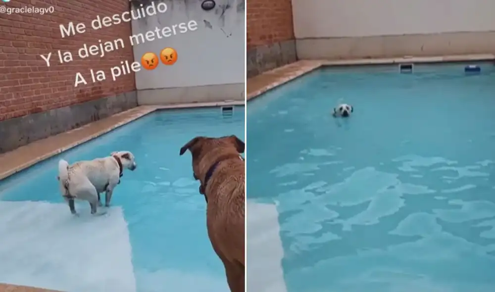Las divertidas imágenes ya son tendencia en las redes sociales. Foto: captura de TikTok Las divertidas imágenes ya son tendencia en las redes sociales. Foto: captura de TikTok