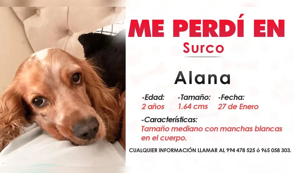 Hasta el momento, no saben exactamente cómo fue que escapo la mascota. Foto: La República