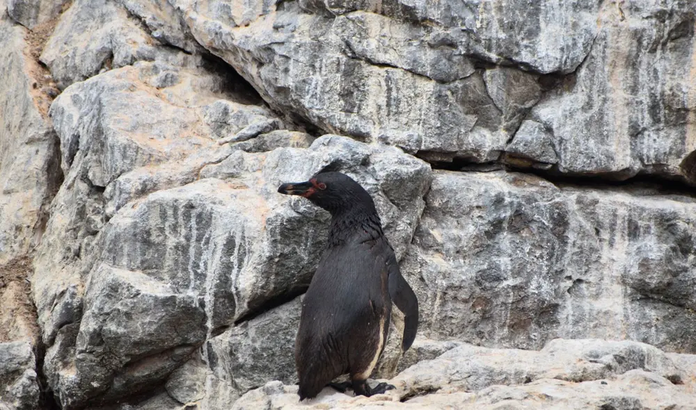 Sigue las últimas noticias del desastre medioambiental en La Pampilla. Foto: Sernanp Sigue las últimas noticias del desastre medioambiental en La Pampilla. Foto: Sernanp