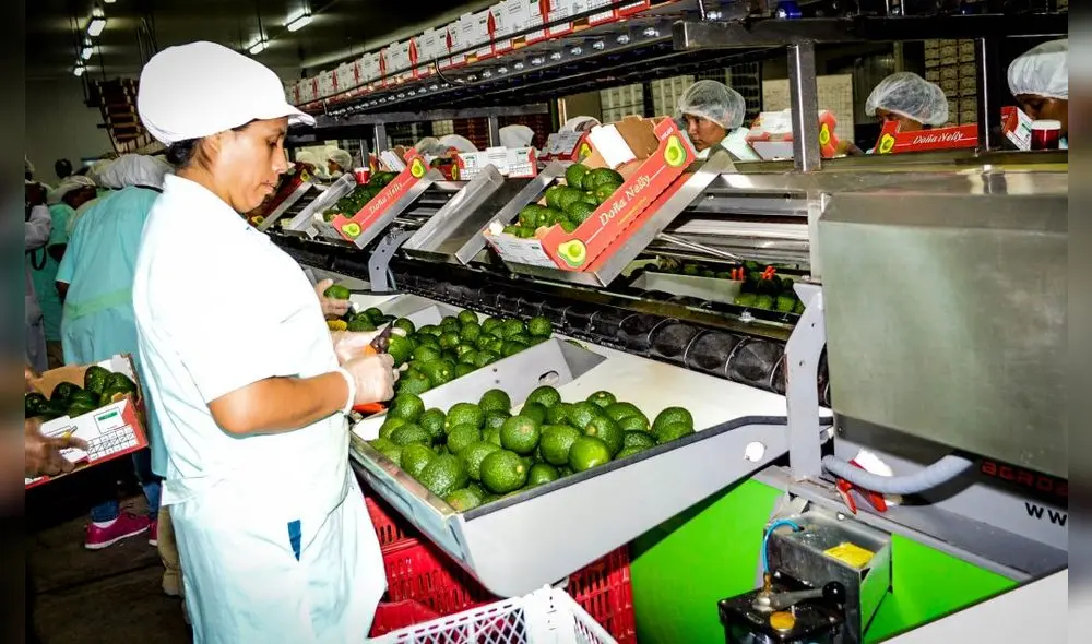 Las exportaciones de palta crecieron en 42%. Foto: ADEX