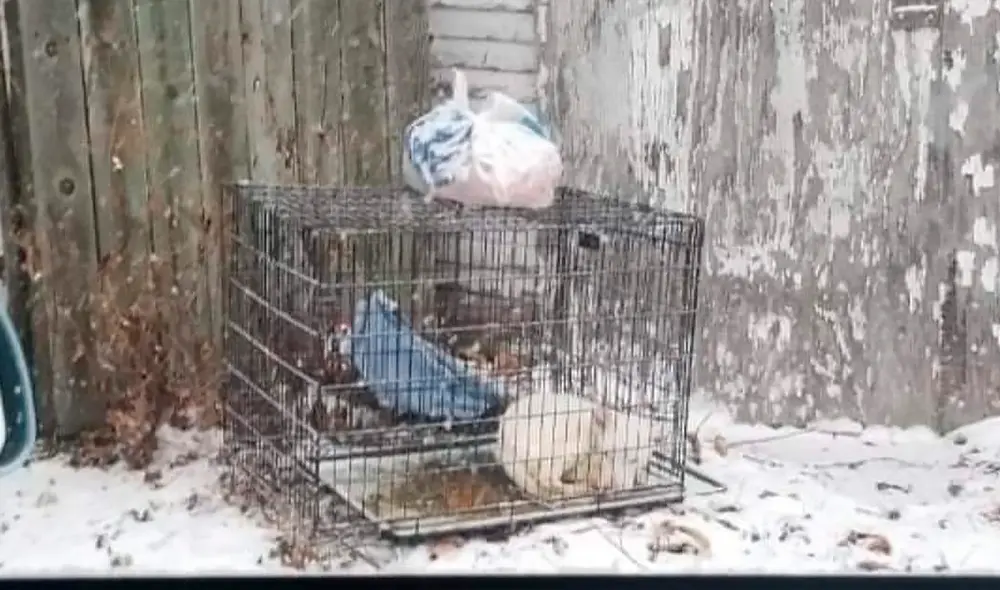 El perro en los momentos en el que fue encontrado. Foto: Ruff Start Rescue