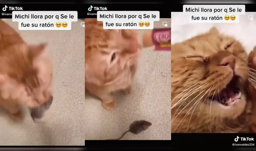 La mujer distrajo a su mascota con un aperitivo. Foto: captura de TikTok La mujer distrajo a su mascota con un aperitivo. Foto: captura de TikTok