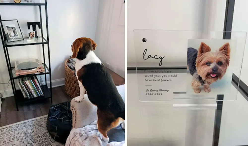 Una pareja colocó un cuadro como homenaje para su perrita; sin embargo, no imaginaron que su otra mascota iba a tener un emotivo gesto. Foto: Alli Trent/ Facebook Una pareja colocó un cuadro como homenaje para su perrita; sin embargo, no imaginaron que su otra mascota iba a tener un emotivo gesto. Foto: Alli Trent/ Facebook
