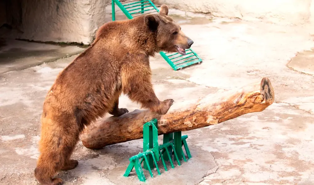 La niña ahora se encuentra bajo supervisión médica y el zoo asumirá todos los gastos médicos. Foto: zoológico de Taskent
