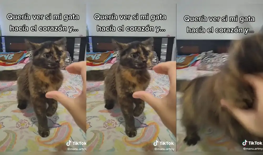 Nadie se imaginó la reacción del encantador felino. Foto: captura de TikTok Nadie se imaginó la reacción del encantador felino. Foto: captura de TikTok