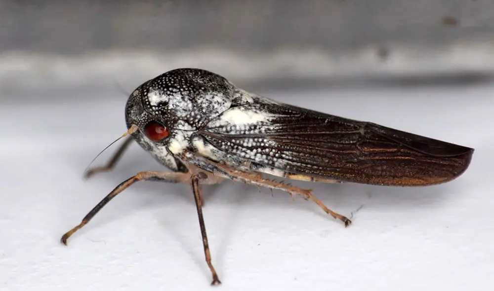 La nueva especie ha sido nombrada Phlogis kibalensis. Foto: Universidad Anglia Ruskin