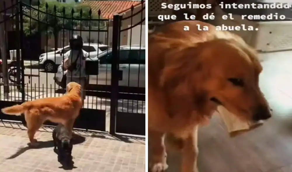 Una familia se contagió de COVID-19 y pidió la colaboración de su mascota para recoger un pedido; sin embargo, no imaginaron que sería una mala idea. Foto: captura de YouTube Una familia se contagió de COVID-19 y pidió la colaboración de su mascota para recoger un pedido; sin embargo, no imaginaron que sería una mala idea. Foto: captura de YouTube
