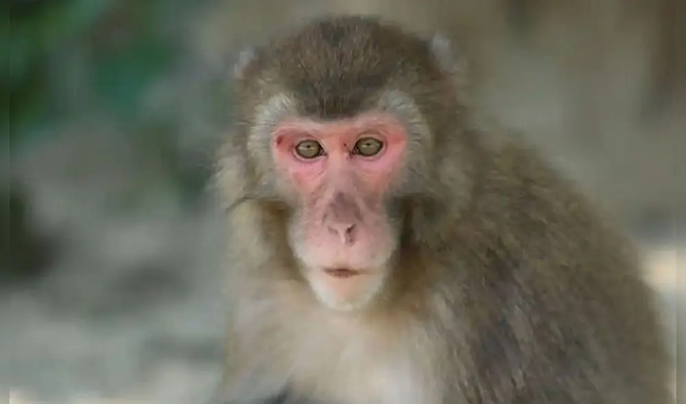 Se estima que la población salvaje de macacos japoneses es de más de 100.000 y está distribuida en Kyushu, Honshu y Shikoku. Foto: Takasakiyama Natural Zoological Garden