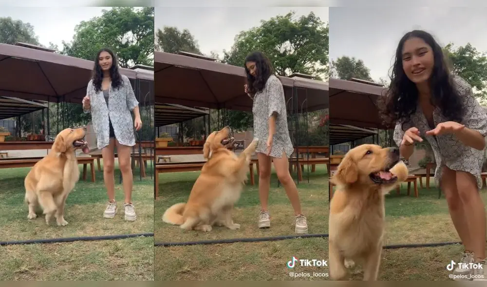 El perro cautivó a miles de usuarios. Foto: captura de TikTok