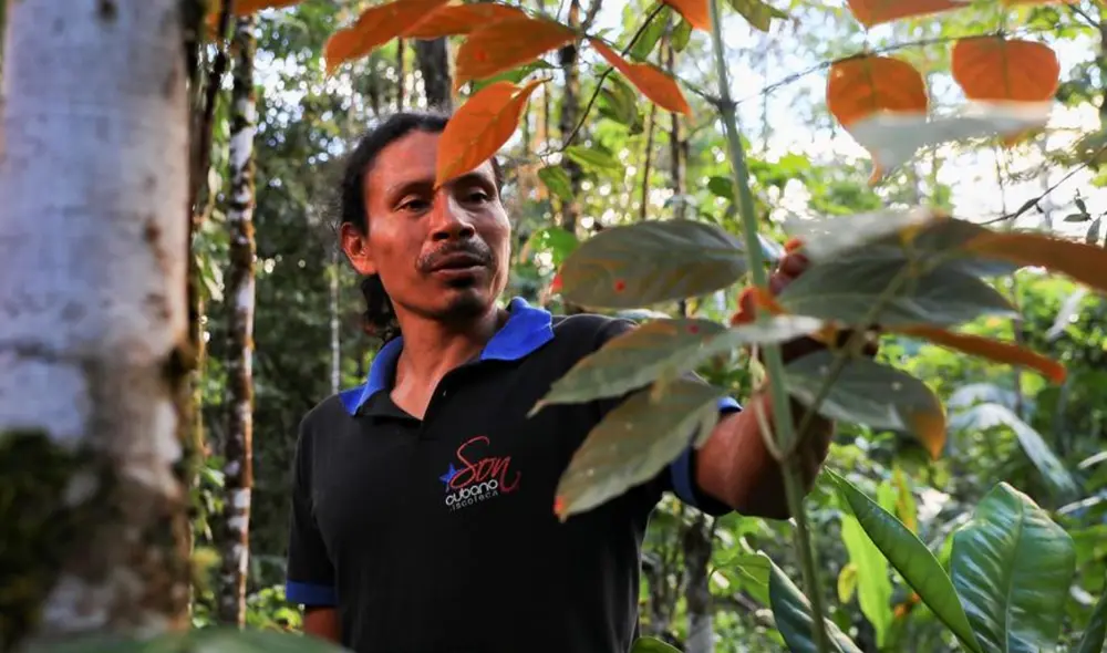 De acuerdo con el Minsa, las comunidades rurales suelen utilizar en mayor medida las plantas medicinales. Foto: EFE De acuerdo con el Minsa, las comunidades rurales suelen utilizar en mayor medida las plantas medicinales. Foto: EFE