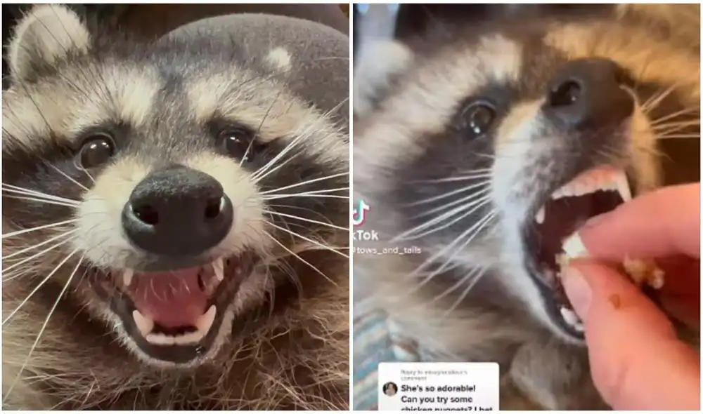 El animalito masticaba su aperitivo favorito con bastante fuerza. Foto: captura de TikTok.
