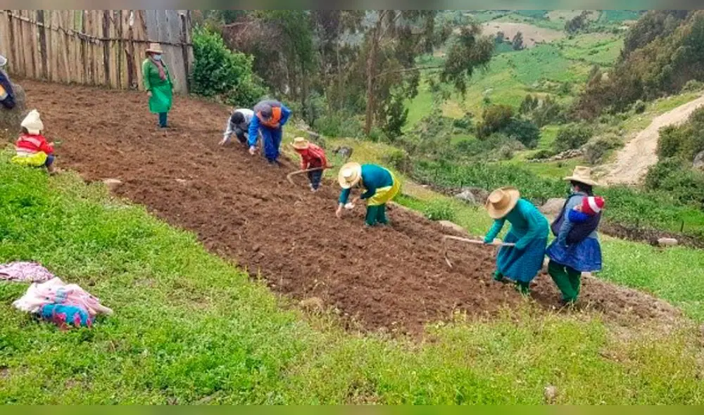 Promueven agricultura familiar en Cajamarca a través de biohuertos. Foto: GORE Cajamarca