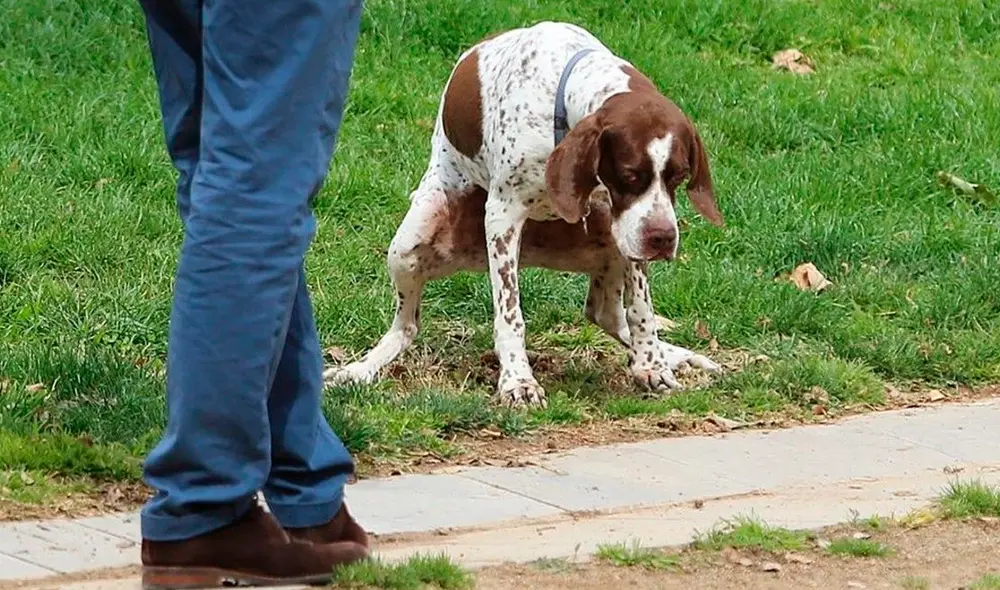 El dueño de un perro espera para recoger la deposición de su mascota en un parque. Foto: referencial/Ricard Cugat El dueño de un perro espera para recoger la deposición de su mascota en un parque. Foto: referencial/Ricard Cugat