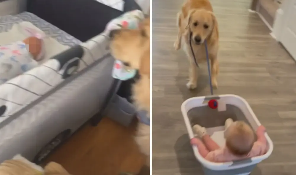 Miles de usuarios en las redes sociales han quedado cautivados al ver estas imágenes. Foto: captura de TikTok Miles de usuarios en las redes sociales han quedado cautivados al ver estas imágenes. Foto: captura de TikTok