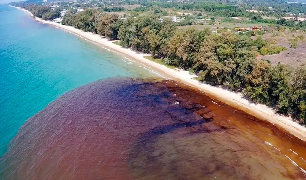 En las redes sociales han aparecido fotos tomadas por locales que muestran lo que parecen animales afectados por la mancha de crudo, incluidos un delfín y tortugas. Foto: EFE En las redes sociales han aparecido fotos tomadas por locales que muestran lo que parecen animales afectados por la mancha de crudo, incluidos un delfín y tortugas. Foto: EFE