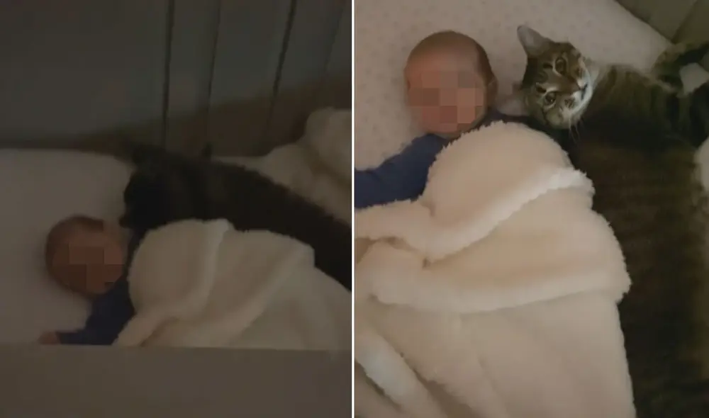 Miles de usuarios quedaron cautivados al ver esta tierna escena. Foto: captura de TikTok