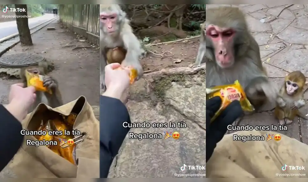 Solo el primer mono recibió 2 regalos. Foto: captura de TikTok