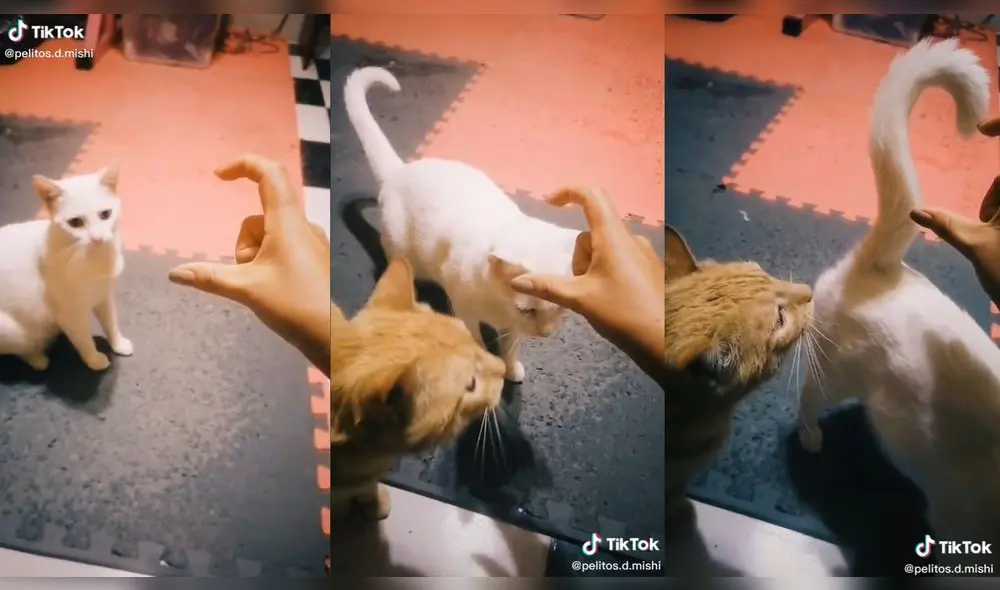 En la sala también había otro gatito. Foto: captura de TikTok