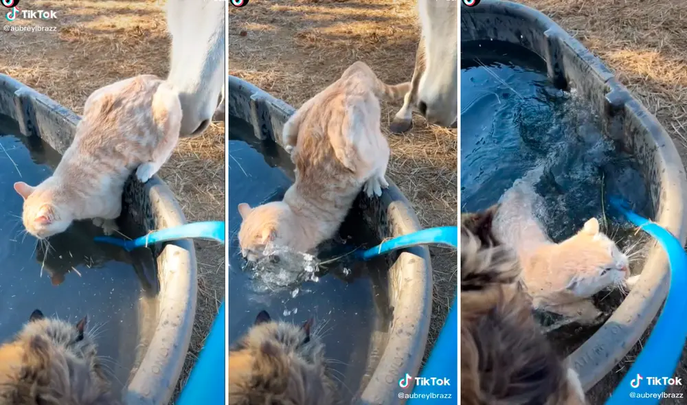 El caballo lo empujó haciendo que el gato cayera al agua generando que se diera un baño sin planearlo. Foto: captura de TikTok