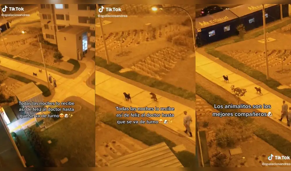 En el lugar también había otro perrito. Foto: captura de TikTok