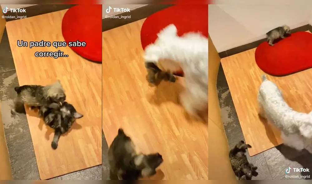 Los cachorros dejaron de pelear cuando su progenitor intervino. Foto: captura de TikTok Los cachorros dejaron de pelear cuando su progenitor intervino. Foto: captura de TikTok