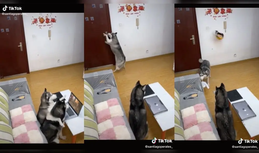 Los animales tuvieron un comportamiento muy similar al de los humanos. Foto: captura de TikTok