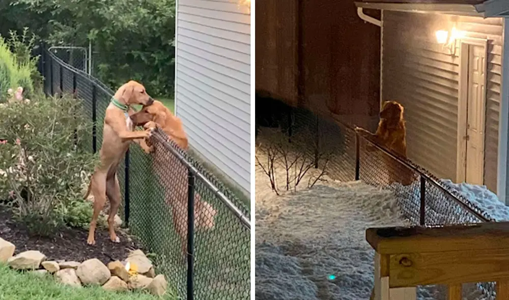 Un perro animó a su ‘compañera’ para que camine por la nieve, con el propósito de que vuelvan a estar juntos. Foto: Justin Thomas/ Facebook Un perro animó a su ‘compañera’ para que camine por la nieve, con el propósito de que vuelvan a estar juntos. Foto: Justin Thomas/ Facebook