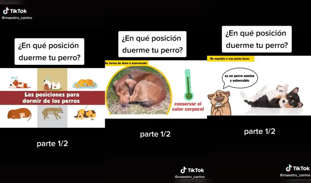 La posición en la que duermen los perros tiene un significado. Foto: captura de TikTok