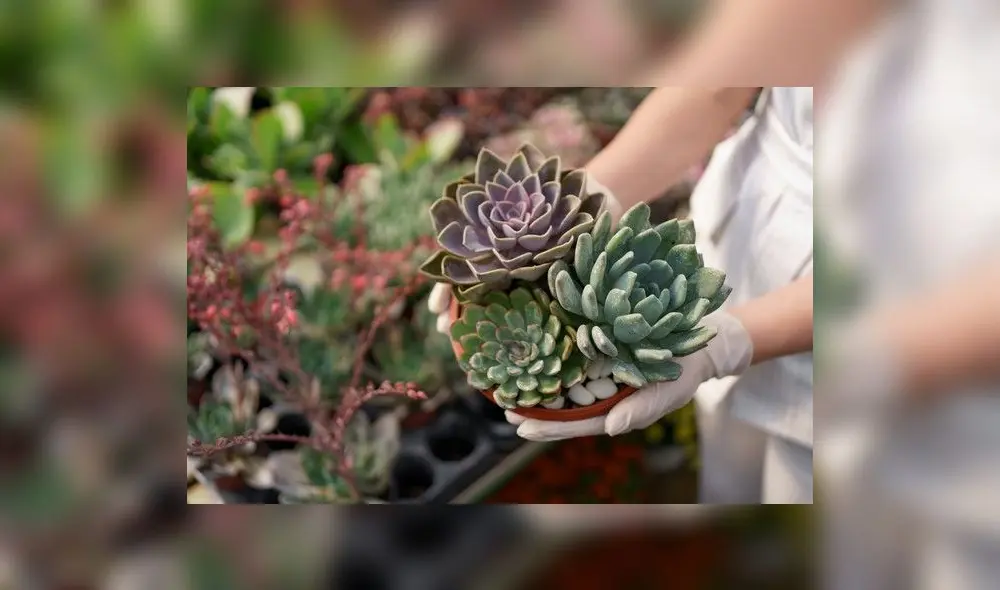 La decoración con suculentas y plantas de interior apropiadas promueve un ambiente equilibrado. Foto: Freepik