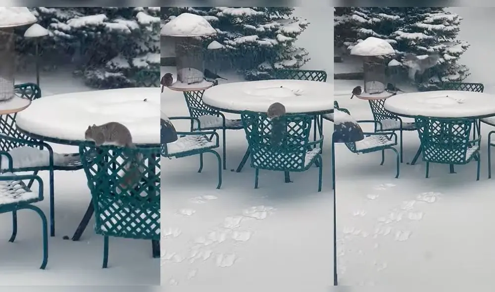 La ardilla no logró su cometido. Foto: captura de YouTube