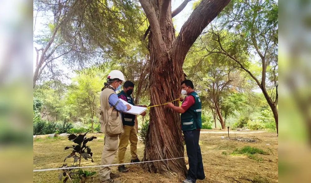 El estudio es denominado Caracterización de árboles plus de algarrobo género Prosopis. Foto: Serfor