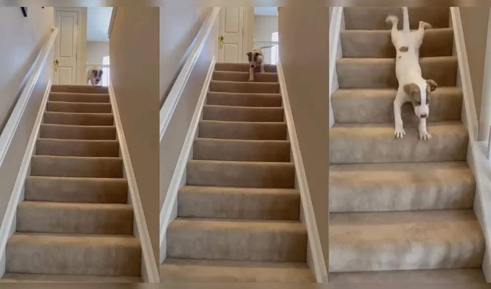 La mujer llegó recién a casa y llamó a su perro. Foto: captura de YouTube