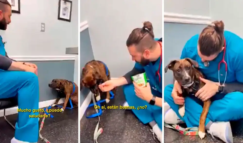 El veterinario vio que un can se mantuvo en una esquina de su consultorio, por ello, se acercó y le mencionó tiernas frases para hacerlo sentir seguro. Foto: captura de Facebook