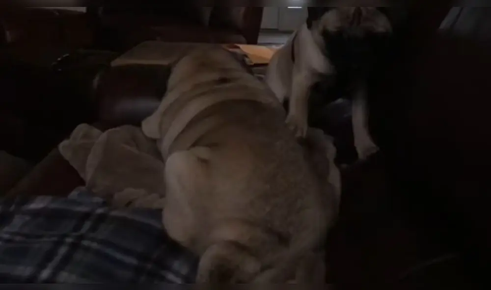 El progenitor del cachorro estaba descansando. Foto: captura de YouTube