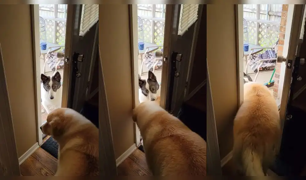 La perrita de color blanco logró convencer a su compañera. Foto: captura de YouTube