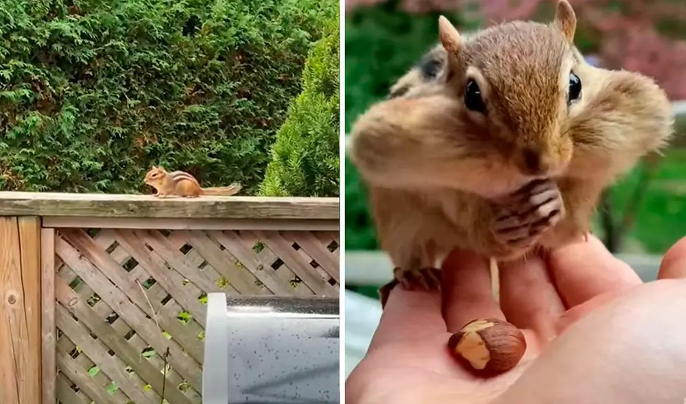Desde el momento en que recibió comida por parte de una joven, una ardilla se encariño con ella y no dudó en visitarla a la misma hora de todos los días. Foto: captura de YouTube