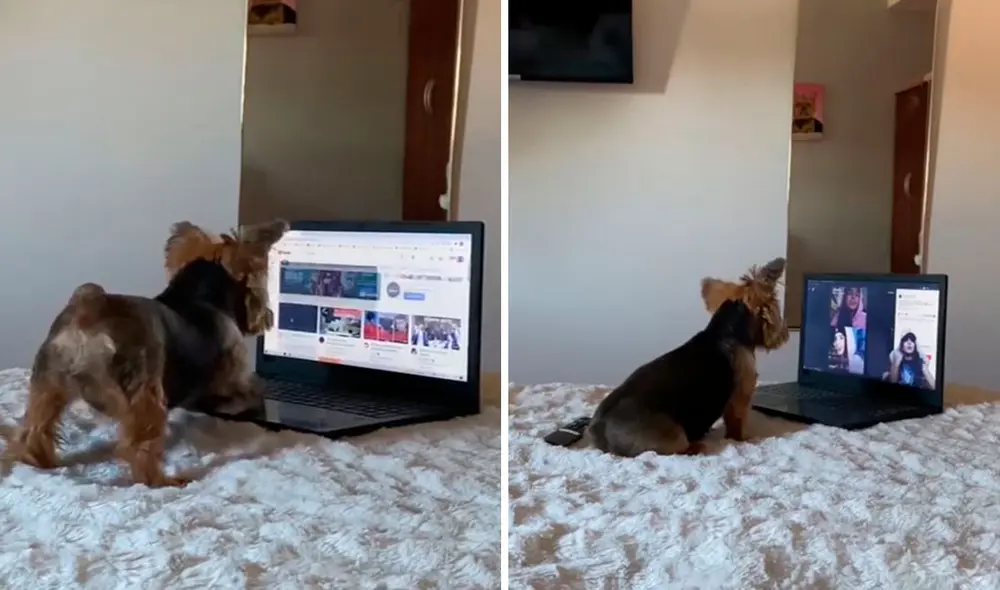 Una joven armó un plan para conocer lo que hacía su mascota en su ausencia y se llevó una tremenda sorpresa. Foto: captura de Facebook