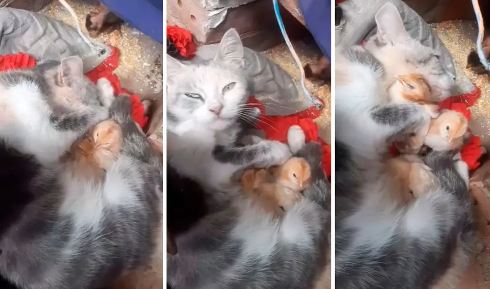 Un joven se encargó de los cuidados de unas pequeñas aves que encontró en la calle; sin embargo, no imaginó que iba a recibir la ‘ayuda’ de su mascota. Foto: captura de YouTube