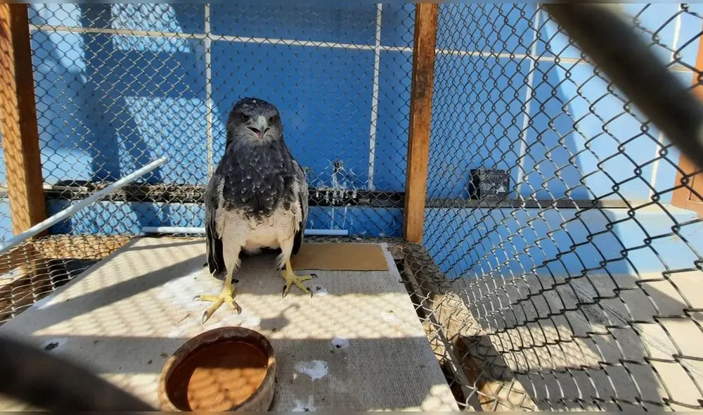 A la fecha son 11 animales los que Serfor ha rescatado y reubicado. Foto: Serfor