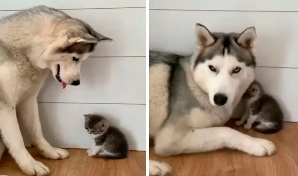 Un perro obedeció la indicación de su dueño y permaneció al lado de su ‘nuevo hermano’ para cuidarlo a todas horas. Foto: captura de Facebook