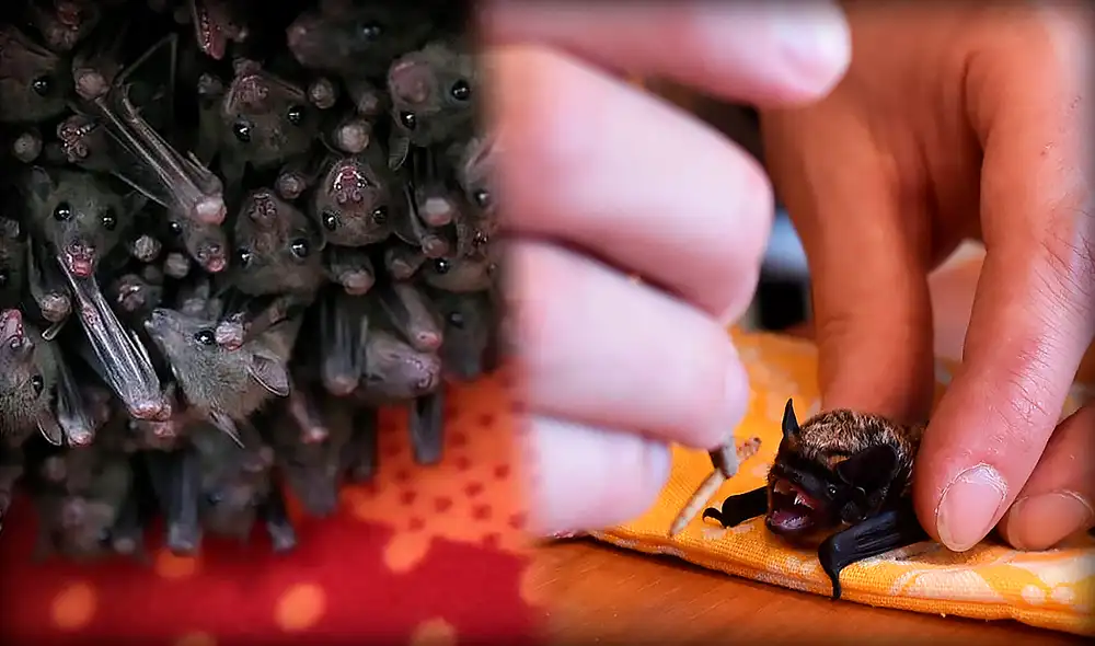 En el mundo, poblaciones locales de murciélagos han sido destruidas y muchas especies, actualmente, están en peligro de extinción. Foto: composición/BBC-La voz