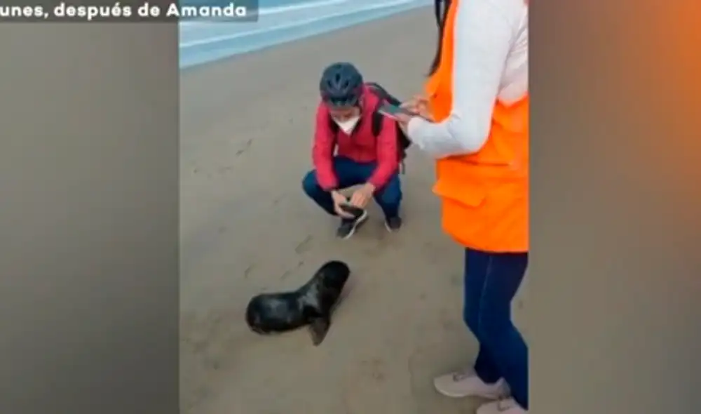 Lobo marino bebé queda varado en playa